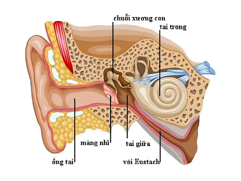 Ù tai là gì?