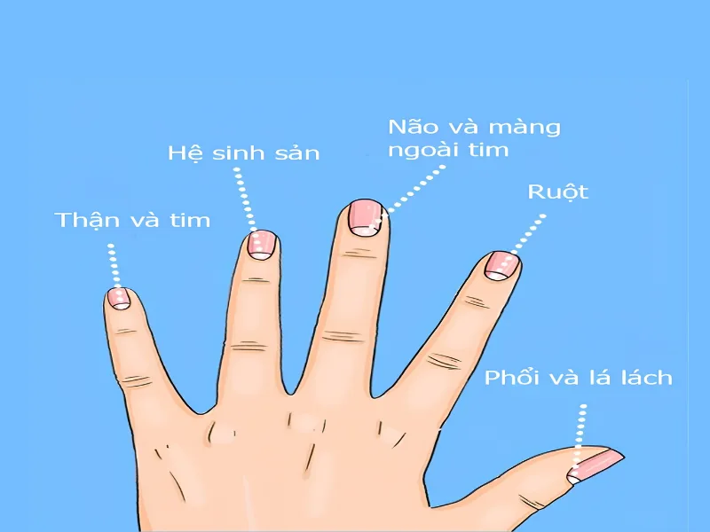 Vì sao móng có thể phản ánh sức khỏe?