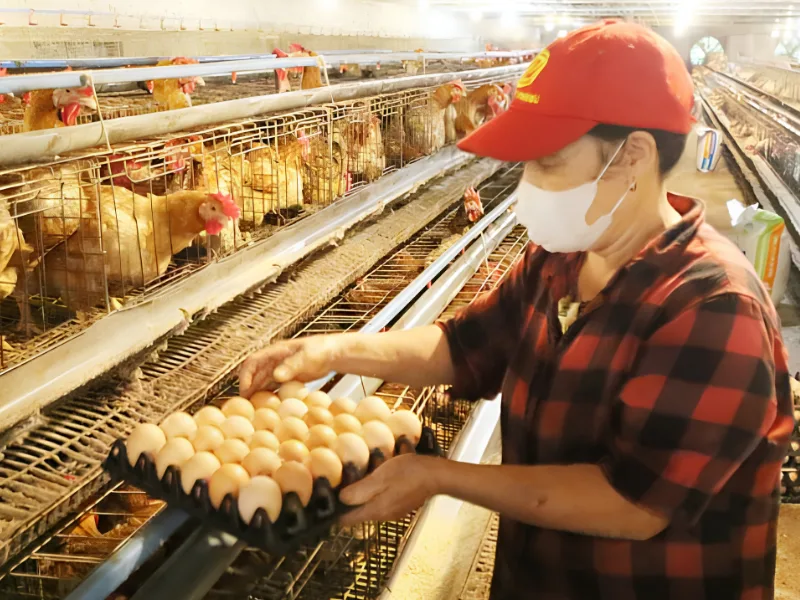 Trứng gà công nghiệp là gì?